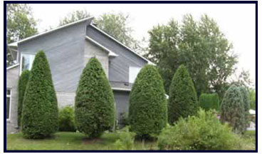 Cedar Pilars